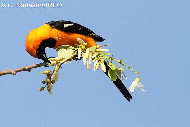 Hooded Oriole n09-3-018.jpg